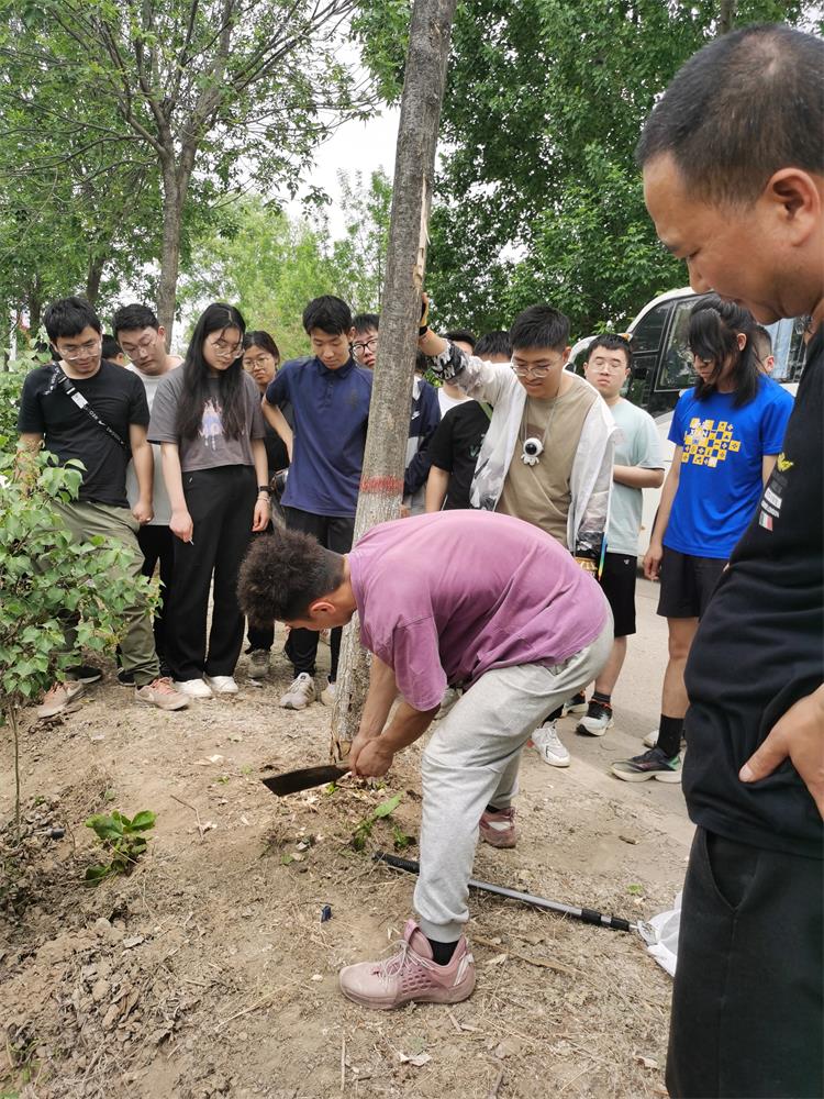 750-6-1. 師生調查天牛危害致死的白蠟樹.jpg