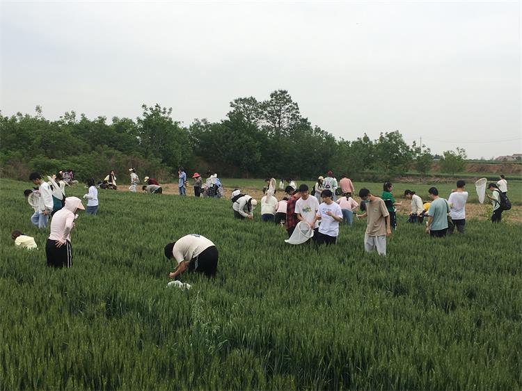 750-4. 在麥田進行害蟲調查的植保師生們.jpg