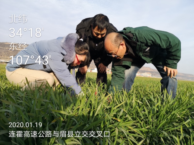 在陜西寶雞標(biāo)記條銹病植株.jpg