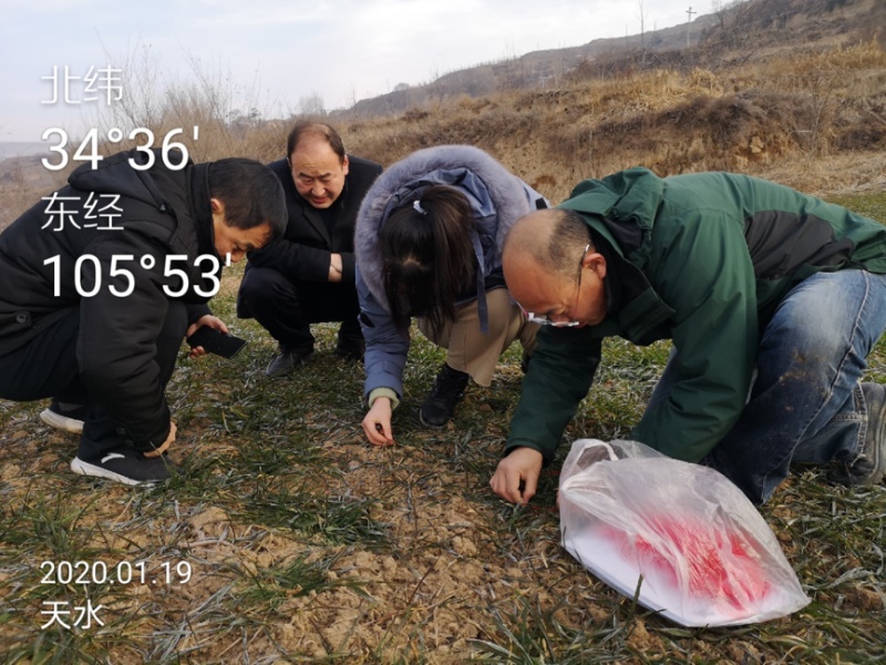 在甘肅天水標(biāo)記條銹病植株.jpg