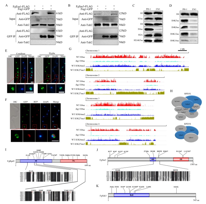 PLOS genetics圖片2.jpg